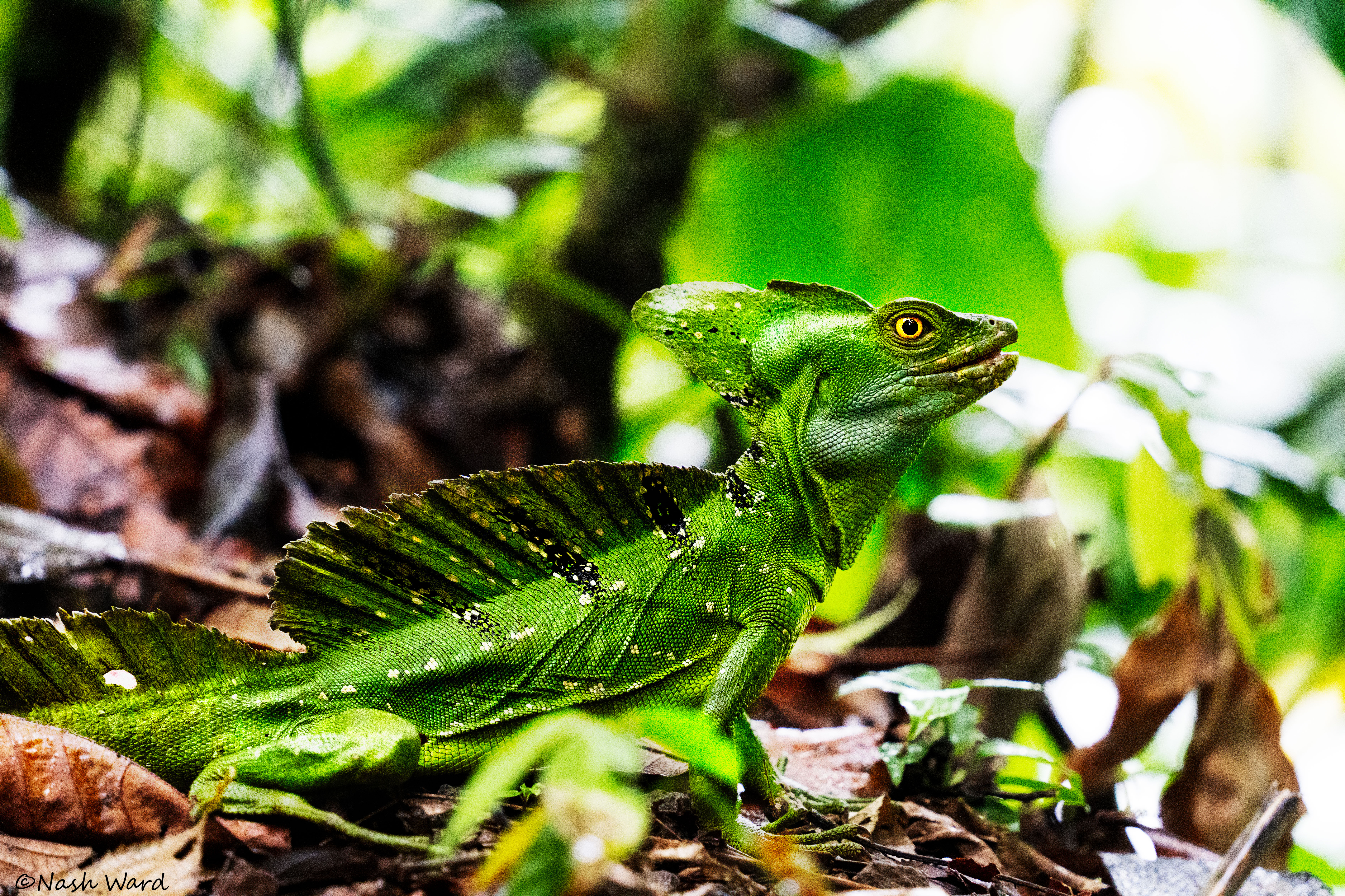 Basilisk