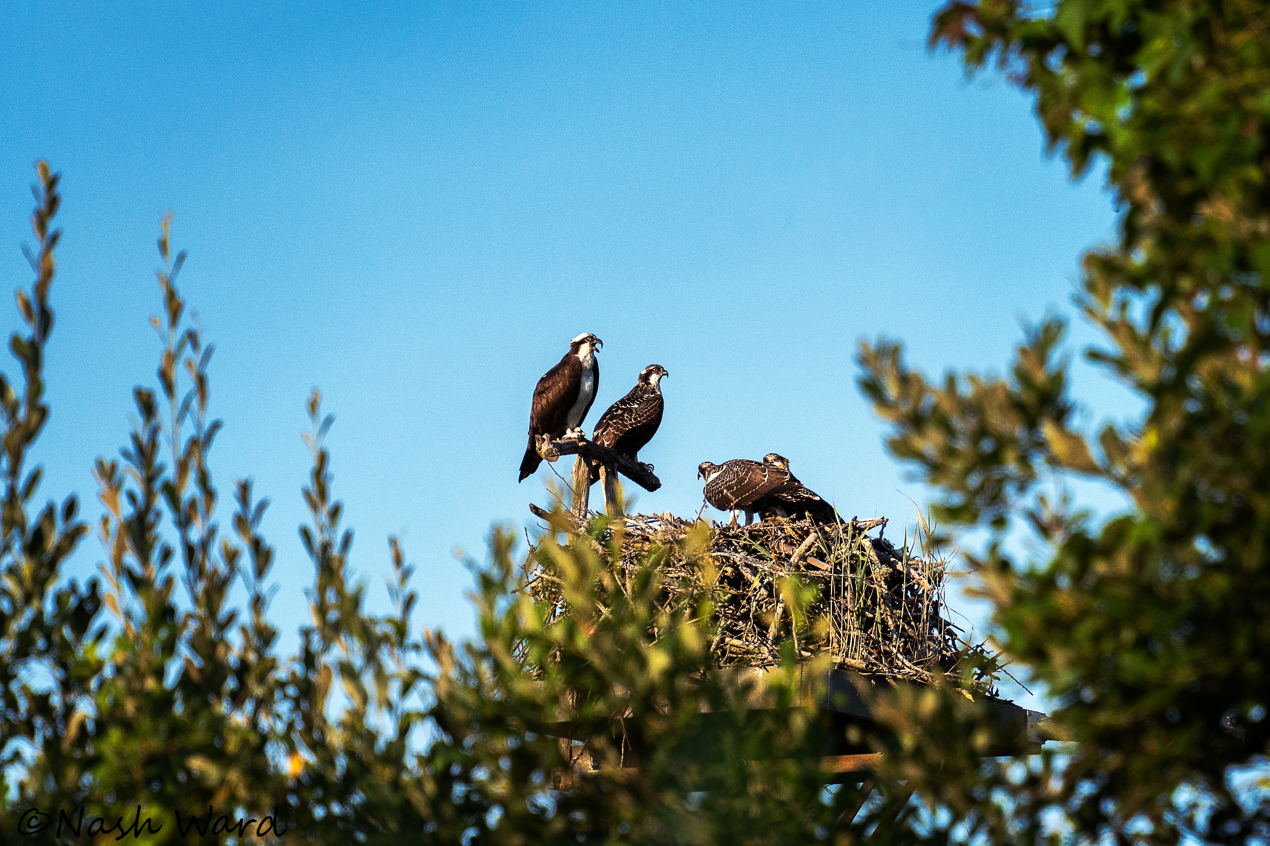 Osprey nest