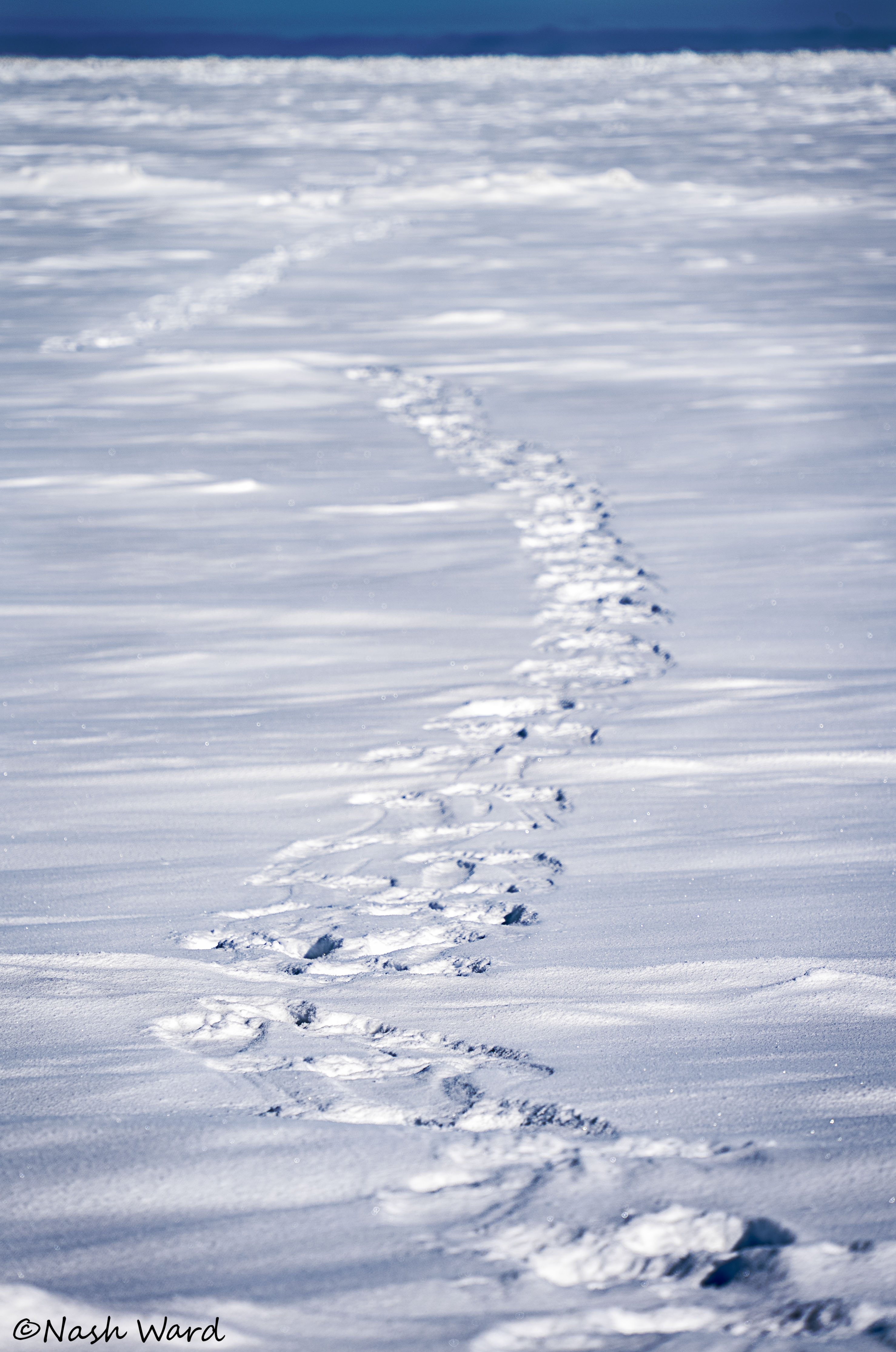 Bear tracks